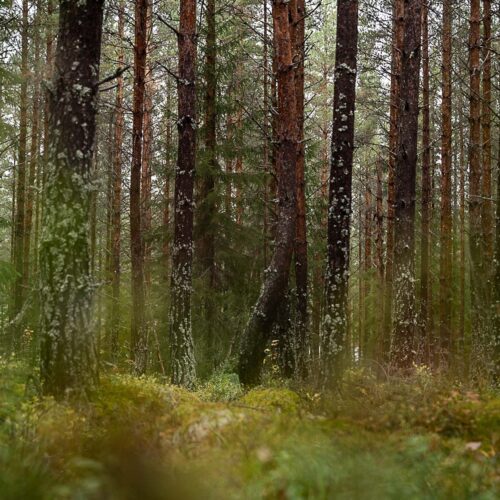 Tall i rak skog_ARG5158_Webb_Foto ©AnnaReet Gillblad Tall i rak skog_ARG5158_Webb_Foto ©AnnaReet Gillblad